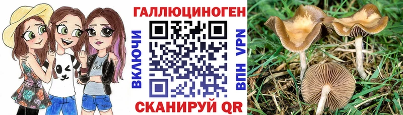 Галлюциногенные грибы Psilocybine cubensis  где найти наркотики  Верхний Тагил 